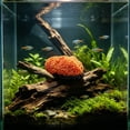 thumbnail image 7 of Tarmeek Aquarium Coral Ornament Resin Cave Hideout for Fish Tank Decor Medium Multicolor Hollow Design Safe for Betta Rest Hide Play Breed 16x10cm Easy to Clean, 7 of 7