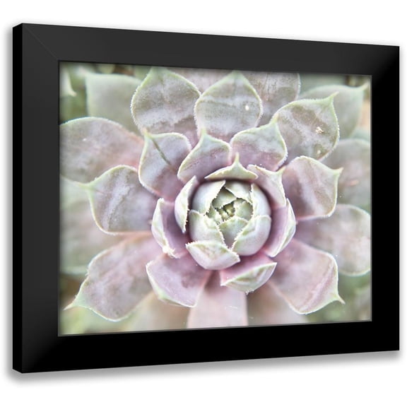 Johnson, Jason 14x12 Black Modern Framed Museum Art Print Titled - Succulent Glow I