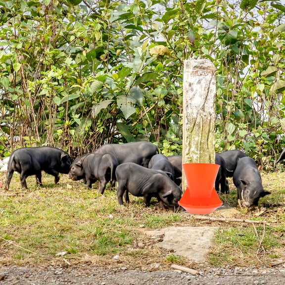 BESTYASH 1Pc Piglet Feeding Trough Orange Plastic Farm Feeder with Multiple Compartments Durable