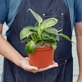 thumbnail image 4 of Philodendron 'Birkin' in 6" Pot | Live Plant for Indoor | 12 - 22 inch Tall, 4 of 5