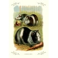thumbnail image 2 of Unknown 11x14 White Modern Wood Framed Museum Art Print Titled - Guinea Pigs, 1900, 2 of 4