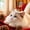 💖 Gold_Hot#422, variant on Christmas Tree Star Pet Hat – Adjustable Holiday Photo Prop for Cats & Dogs