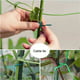 AIHOME 200PCS/Pack Plante Twist Cravate Fleur Branche Fixation Multi-Fonctionnel Vert Plastifié Fil de Formation de Jardin – image 4 sur 9