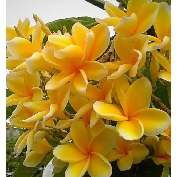 10 Bright Yellow Plumeria Seeds – Fragrant Frangipani Tropical Flower Tree – Perennial Plant for Garden or Containers