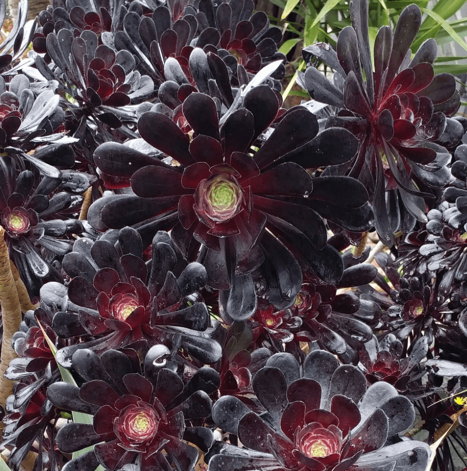 Black Rose Aeonium Succulents Plant Live, Aeonium Plant, House Plant Live Indoor Outdoor, 2 Inc Potted