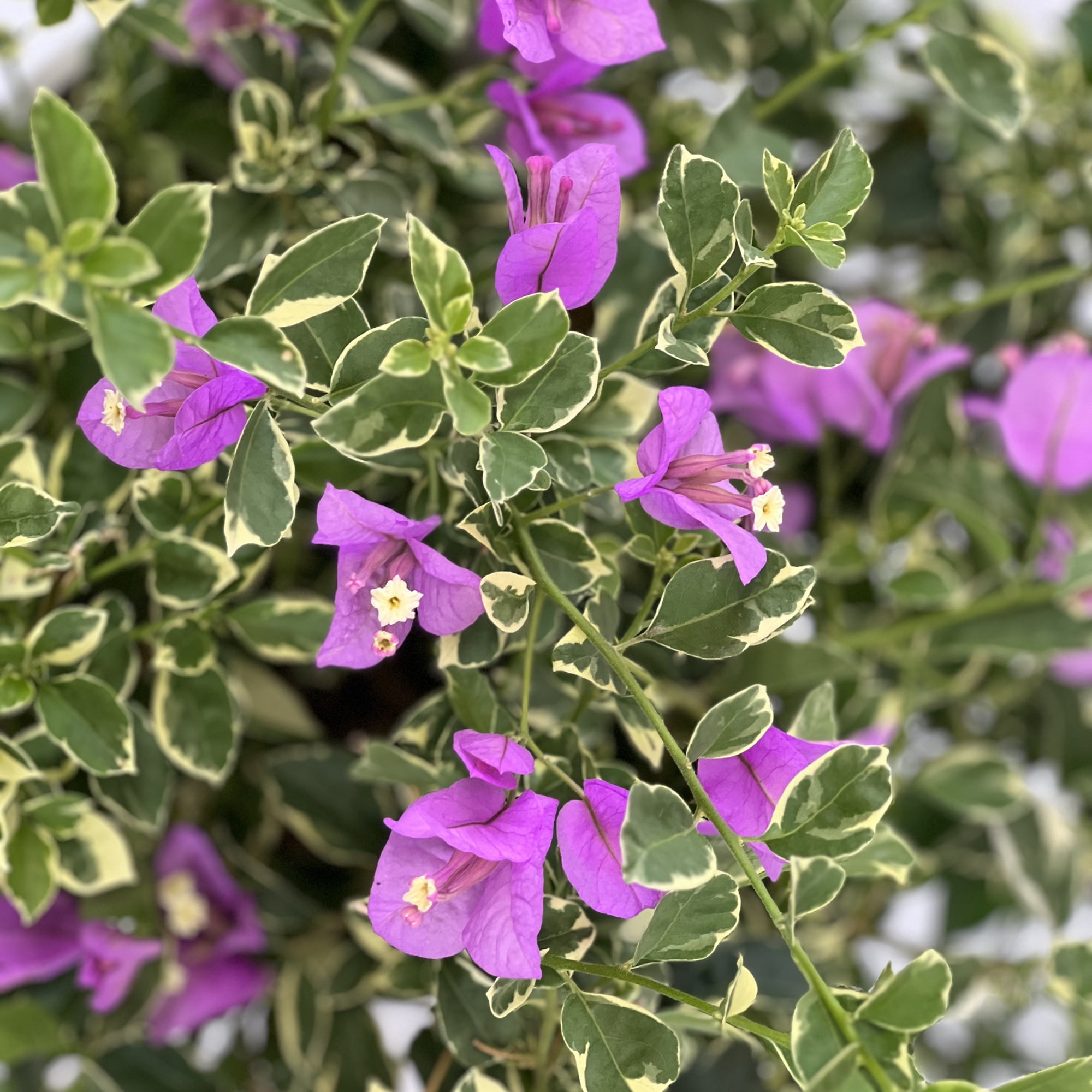 "Lone Star Growers Bougainvillea Blueberry Ice, 16""- 18"" Tall