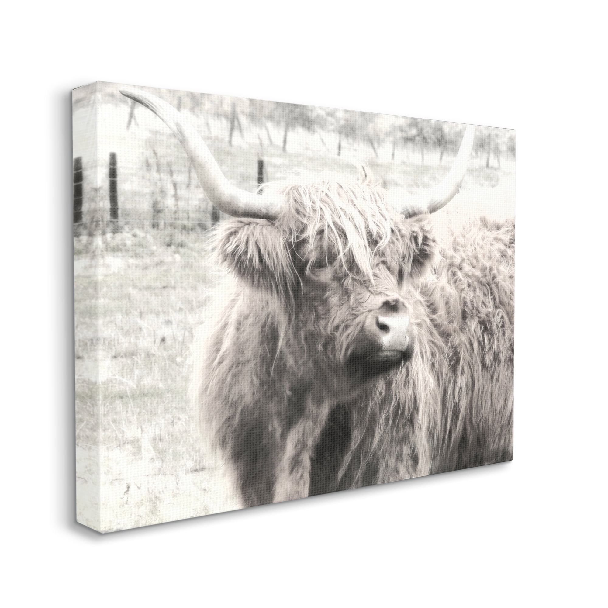 Stupell Industries Rustic Farm Highland Cattle Cow Monochrome Photography Photograph Gallery Wrapped Canvas Print Wall Art, Design by Graffitee Studios
