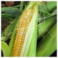 thumbnail image 3 of Everwilde Farms - 1 lb Honey And Cream F1 Hybrid Bicolor Sweet Corn Seeds - Gold Vault Bulk Seed Packet, 3 of 3