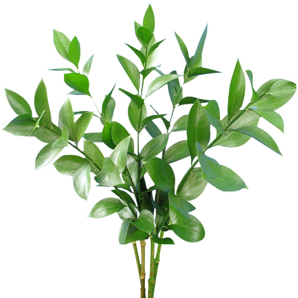 Israeli Ruscus 50 cm Fresh Cut Greenery 100 Stems Green Filler by