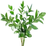 Israeli Ruscus 50 cm - Fresh Cut Greenery - 100 Stems - Green Filler by Bloomingmore