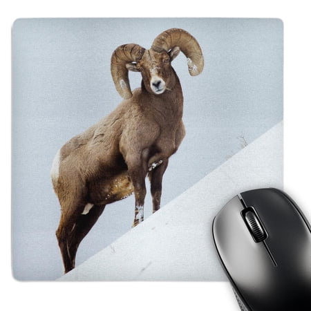 3dRose  Rocky Mountain Bighorn Sheep  MousePad price history on PriceWatchPro