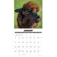 thumbnail image 3 of Alpacas 2026 Wall Calendar, 3 of 5