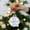 A, variant on HongHeng 3.14" Iridescent Ornaments Balls, 1Pc Plastic Clear Christmas Balls Fill-able Mini Ornaments for Crafts Holiday Party Xmas Tree Decorations Home Decor