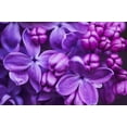 thumbnail image 3 of Purple Lilac Plants for Growing - Common Lilac, Fragrant and Beautiful Flowers - Syringa vulgaris (3 Seedlings), 3 of 8