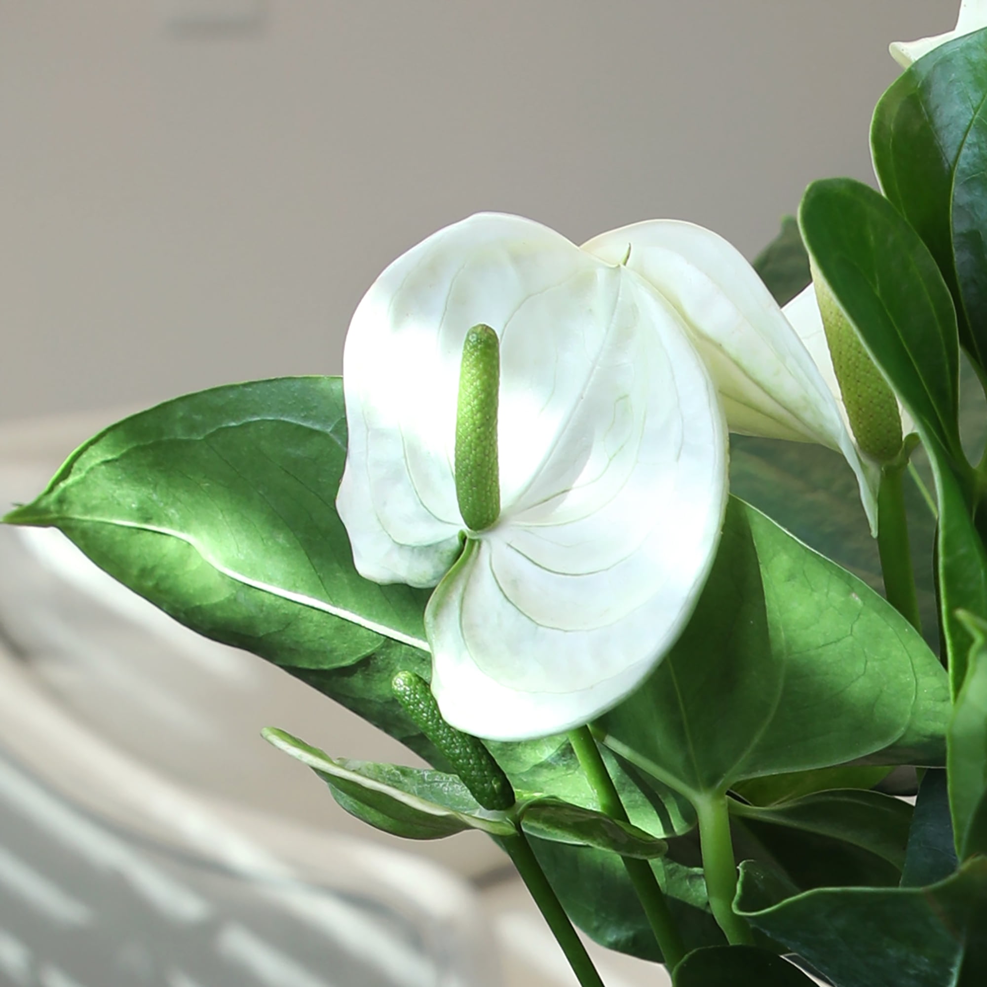 Altman Plants White Mix Anthurium Plant Gift, White Pot, 14-18" Tall Clean Air House Plant