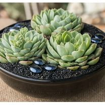 Echeveria Succulents Live Plants, Well Rooted, Live Echeveria Succulents, 4 Inch Pot