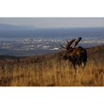 thumbnail image 2 of Bull Moose Grazing & Resting On Hillside Above Anchorage Chugach State Park Southcentral Ak Autumn Print, 2 of 4