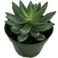 thumbnail image 2 of Artisan Grown Succulent Collection  10 Live Succulent Plants in 4 Inch Pots  Growers Choice - Hand-Picked for Beauty  Perfect Plant Assortment for Indoors or Outdoors, 2 of 6