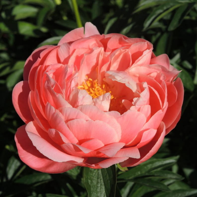 10 Seeds Pink Coral Peony - Heirloom Peony Seeds for Garden Blooms