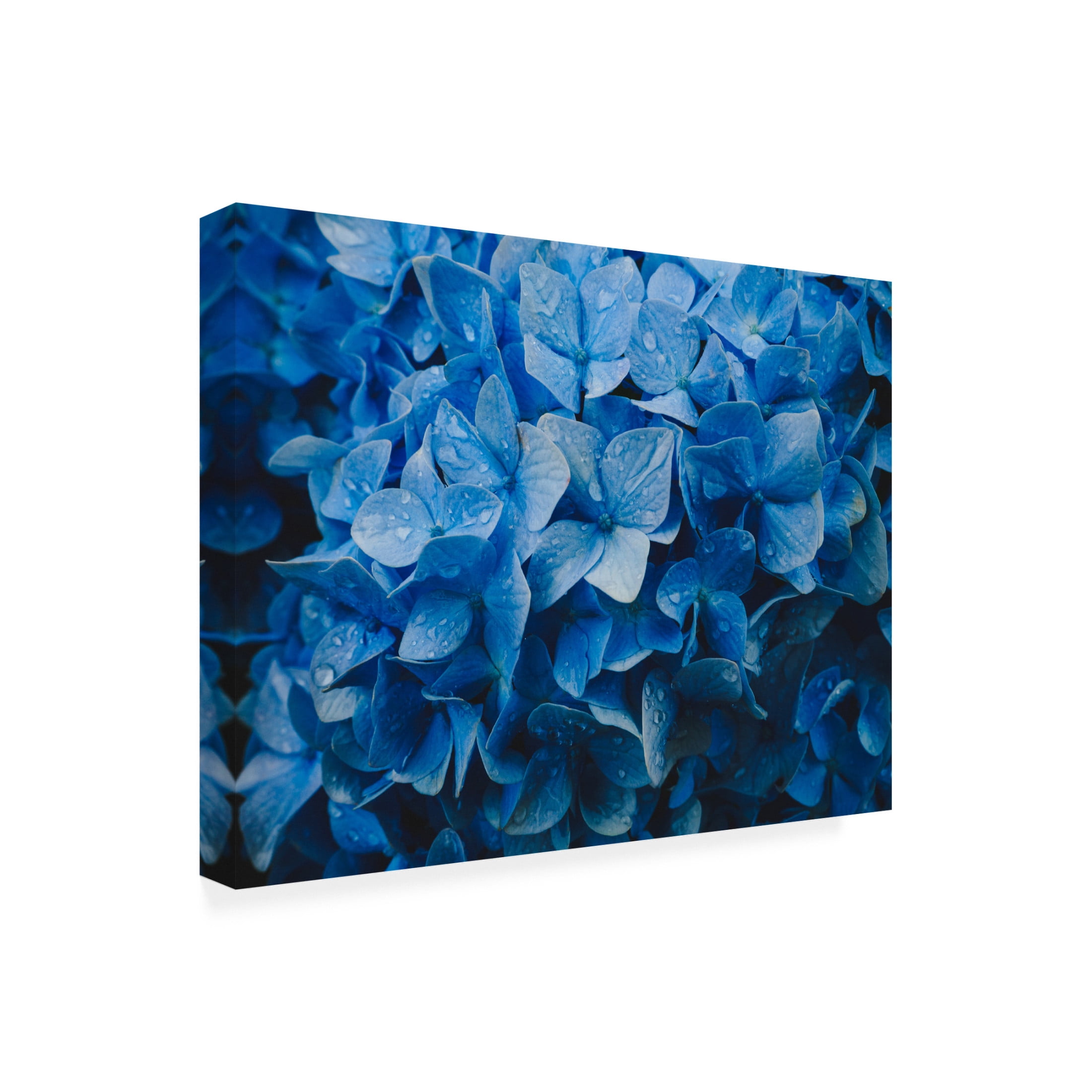 Trademark Fine Art K Tsunoda Hydrangea Canvas Wall Art