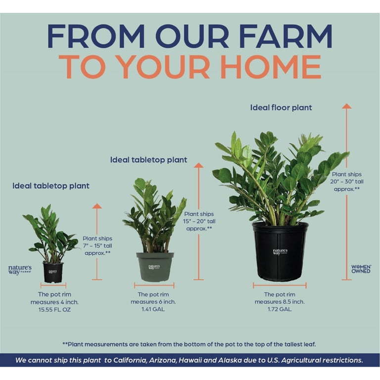 Nature's Way Farms ZZ Live Plant in Growers Pot 25-30 in Tall Low