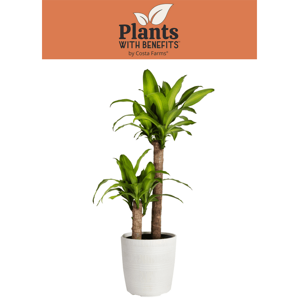 Plants with Benefits Green Mass Cane Live Plant in 10in. Grower Pot