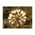 thumbnail image 4 of Tiptophomedecor Floral Wallpaper Wall Mural - Summer Time - Dandelion, 4 of 6