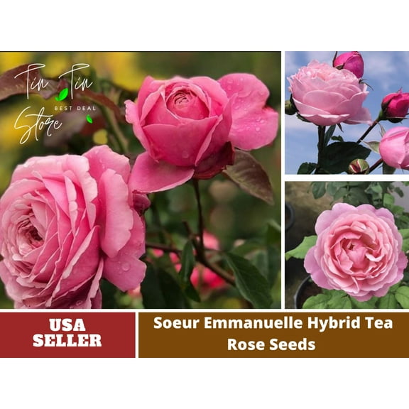 30 Rose Seed| Soeur Emmanuelle Hybrid Tea Rose Seeds Authentic Seed Flowers Seeds Herb Vegetable Seeds Mix Seeds for Plant-B4G1#1010