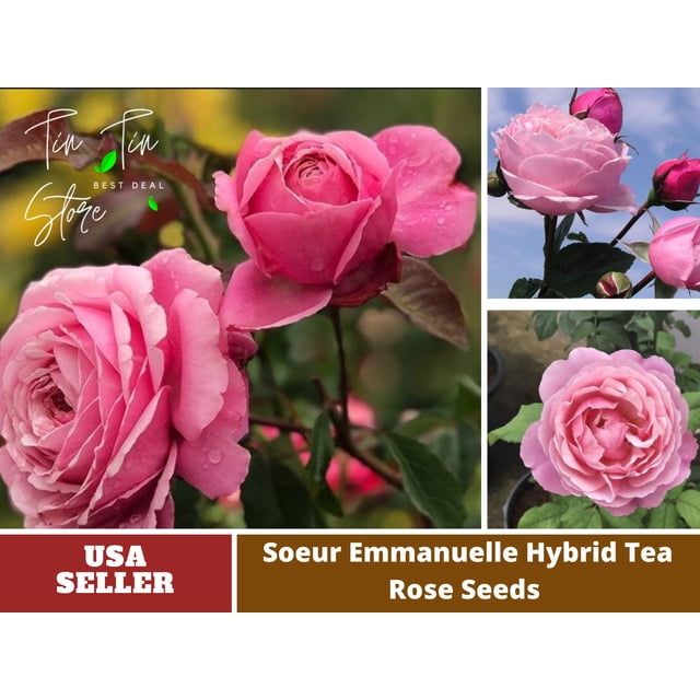 30 Rose Seed Soeur Emmanuelle Hybrid Tea Rose Seeds Authentic Seed