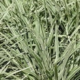 thumbnail image 2 of Aztec Grass - 1 Live Quart Size Plant - Variegated Liriope - Ophiopogon Intermedius Argenteomarginatus, 2 of 6