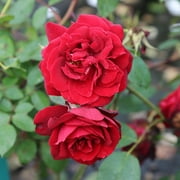 Blaze Climbing Rose by Heirloom Roses - Red Climbing Rose Bush
