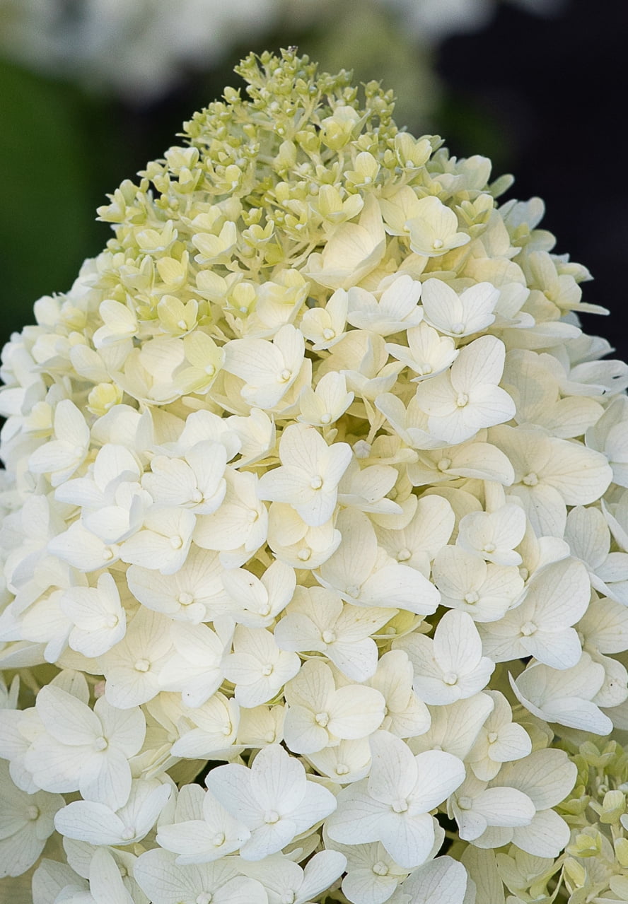 Better Homes & Gardens Hydrangea Sugar Rush 1.5 Gallon Live Shrub, Outdoor, Partial Sun
