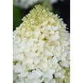 thumbnail image 2 of Better Homes & Gardens 1.5gal Sugar Rush Hydrangea Live Shrub Plant Sun 1-Pack, 2 of 8