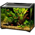 thumbnail image 1 of Aqueon Ascent 20 Gallon Frameless Led Aquarium Kit 23.75" x 12.625" x 19.75", 1 of 5
