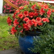 Encore Azalea Autumn Embers Shrub 1 Gallon