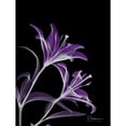 thumbnail image 2 of Purple Lily Poster Print by Albert Koetsier, 2 of 2