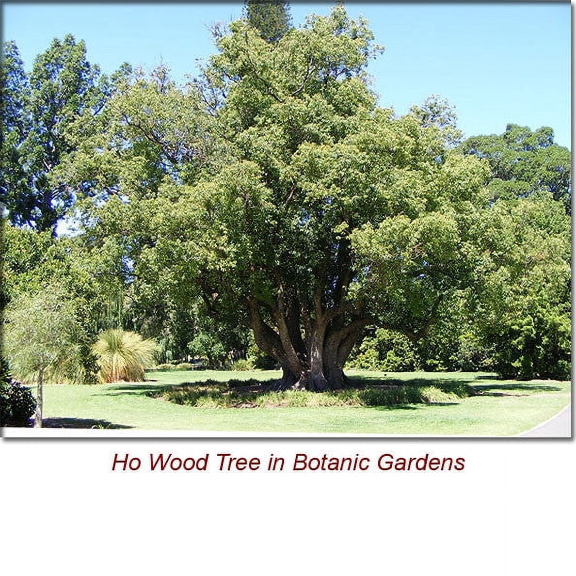 Ho Wood Essential Oil 1 fl oz (30 ml) - 100% Pure and Natural by Silky Scents