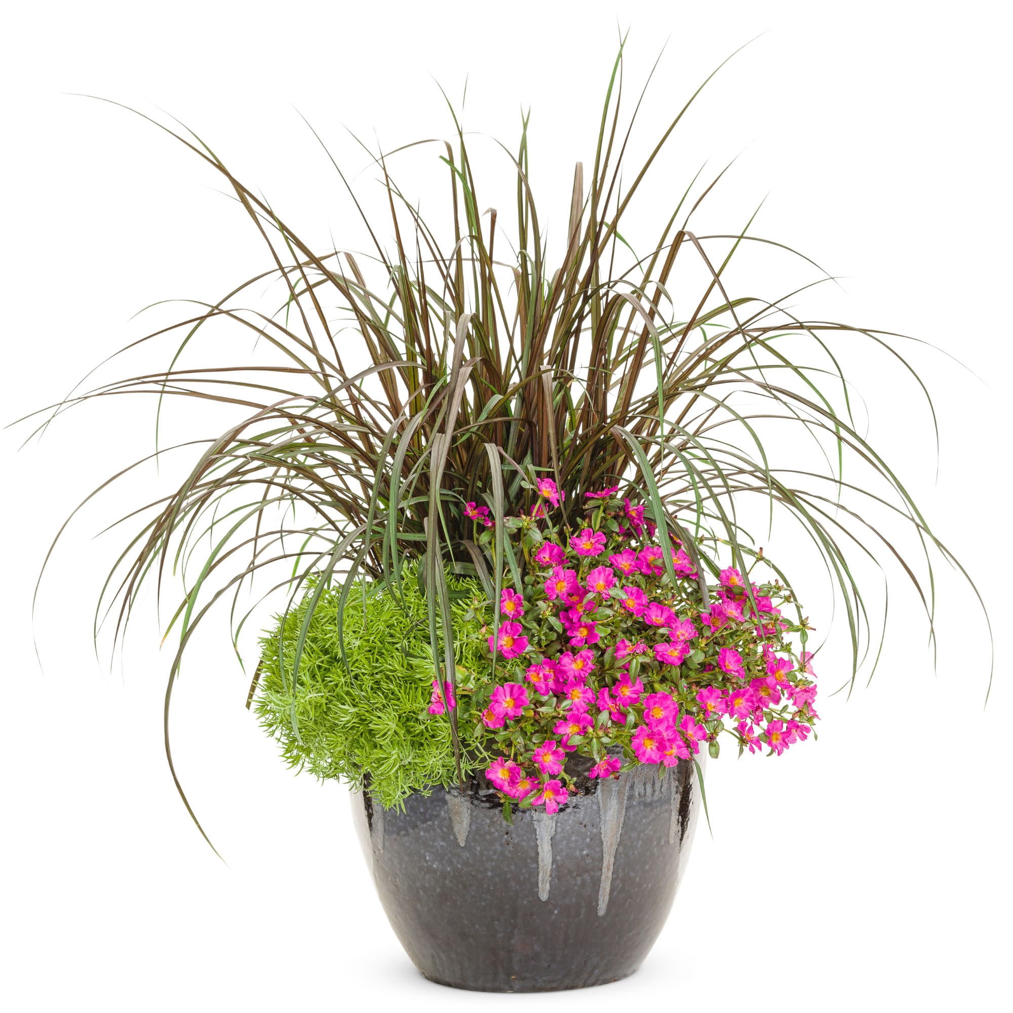 Proven Winners 4" Pink Mojave Fuchsia Purslane Live Plant in 4.25" Pot (4 Count)
