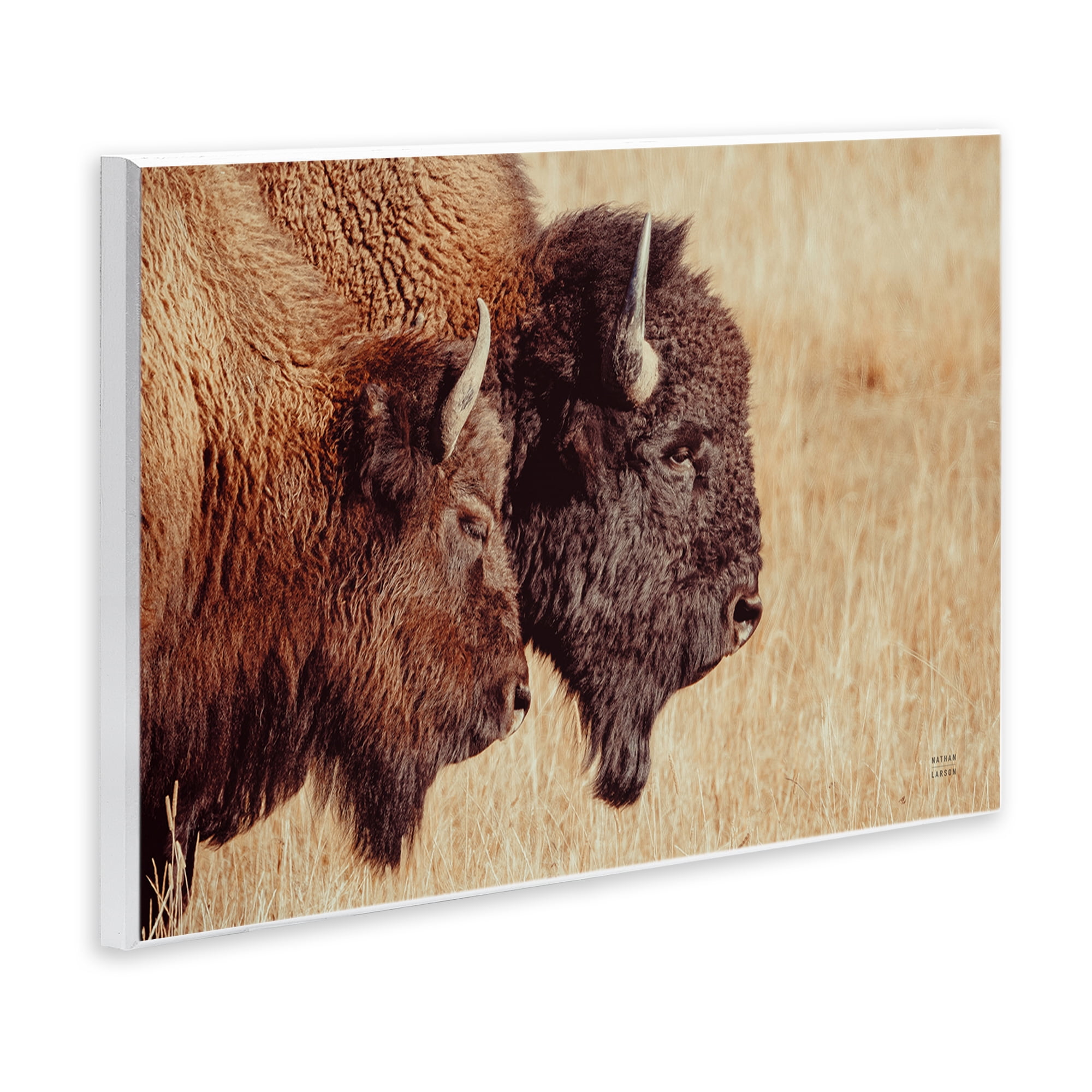 Stupell Industries Bison Pair in Countryside Animals Photography Unframed Art Print Wall Art, 15 x 10