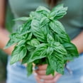 thumbnail image 5 of 1 Pot Basil Plant Live, Sweet Basil Live Plant, 2 Plants Per Pot, 4-6” Tall Fragrant Herb Plant, 5 of 6