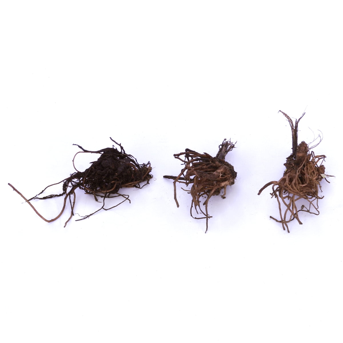 Van Zyverden Delphinium Giant Cottage Style Mixed 5 Plant Roots Multicolor Partial Sun Fragrant 1 lb