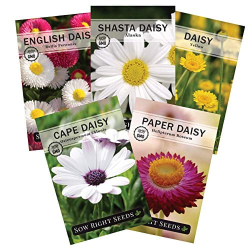 Sow Right Seeds Daisy Flower Seed Collection for Planting, Beautiful