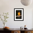 thumbnail image 4 of Sun Conure, Animals Framed Art Print Wall Art by Lynn M^ Stone Sold by Art.Com, 4 of 6