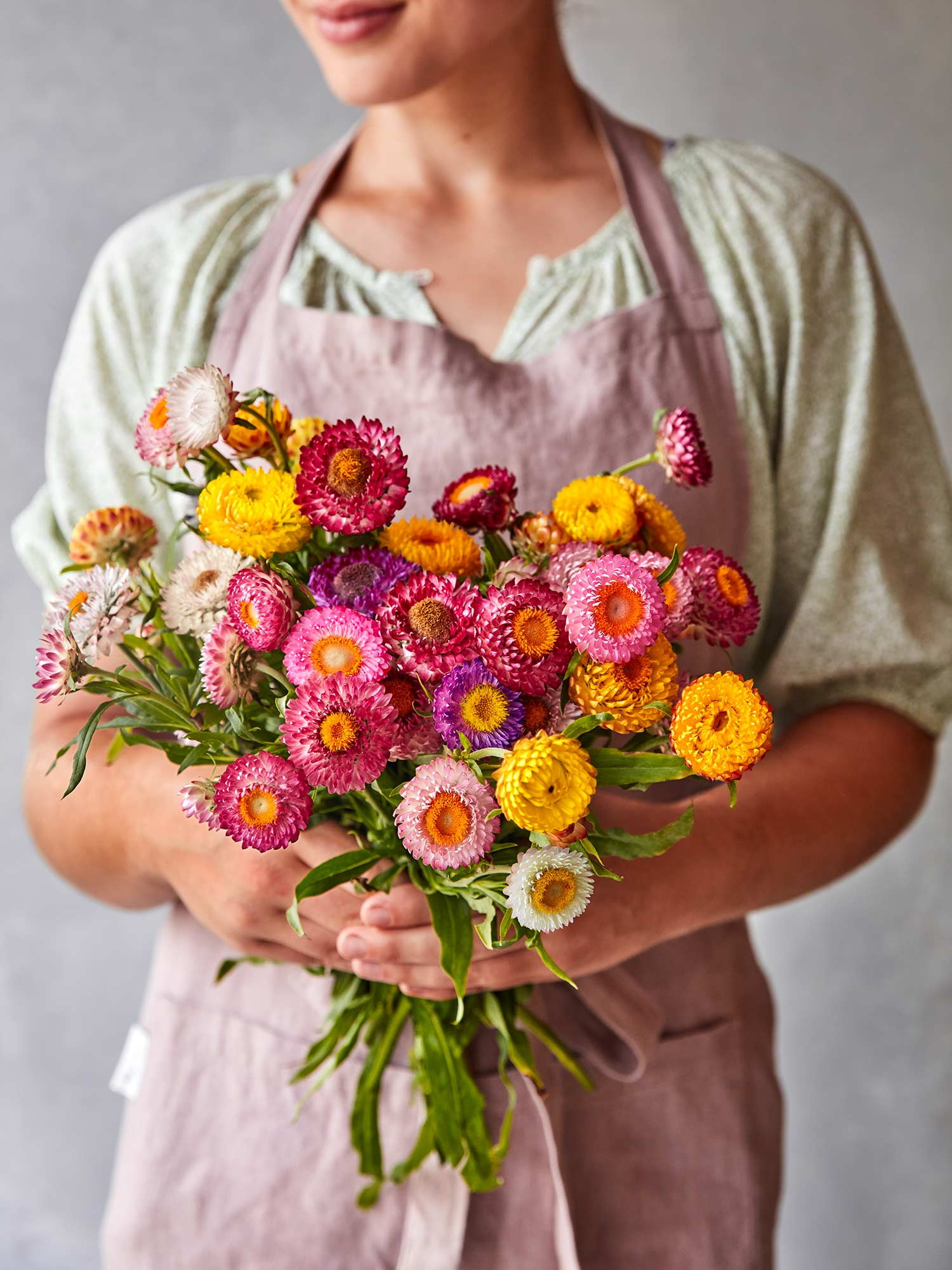 Burpee Tom Thumb Mixed Colors Strawflower