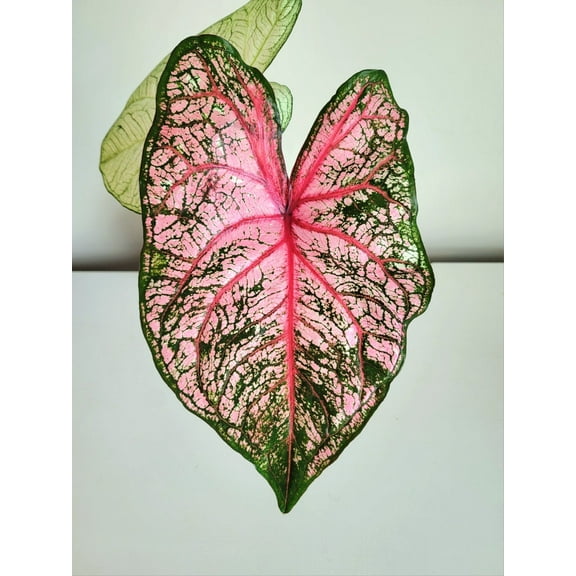 'Carolyn Wharton' Caladium | Classic Elegance Unveiled (2 Bulbs)