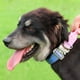 thumbnail image 2 of Collar táctico para perros Comfluxe Comfluxe con asa para perros grandes, 2 of 6