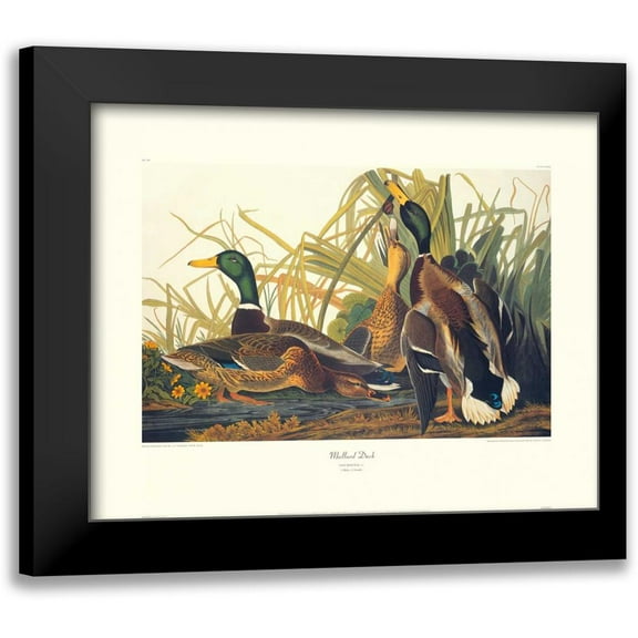 Audubon, John James 14x12 Black Modern Framed Museum Art Print Titled - Mallard Duck (decorative border)