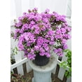 thumbnail image 2 of Purple Gem Rhododendron, 2 of 7