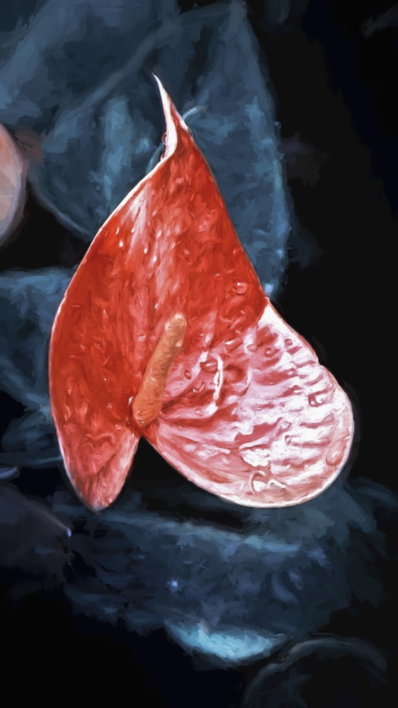 Red Anthurium Flowe