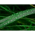 thumbnail image 3 of Plank, Savanah 14x12 Black Modern Framed Museum Art Print Titled - Rain drop beach grass, 3 of 5